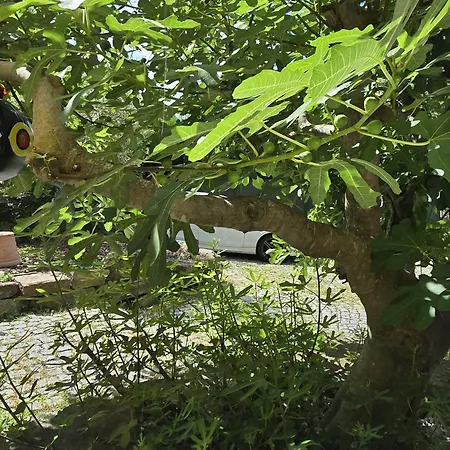 Privative Au Rez De Jardin Dans La Wantzenau